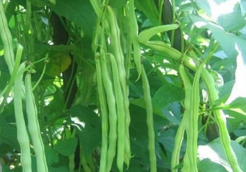 四季豆怎么切丝 可以和冬瓜一起吃吗