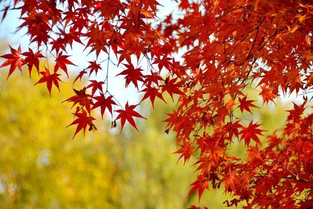 唐诗千古名篇杜牧《山行》怎样赏析?