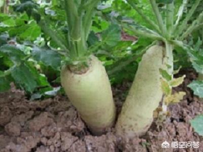 農(nóng)村老話“拔出蘿卜地皮寬，嫁了姑娘阿嫂寬”是什么意思？有道理嗎？