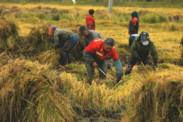 如果小麥漲價到四塊一斤，稻米漲價到五塊一斤，農(nóng)民生活會不會好點？