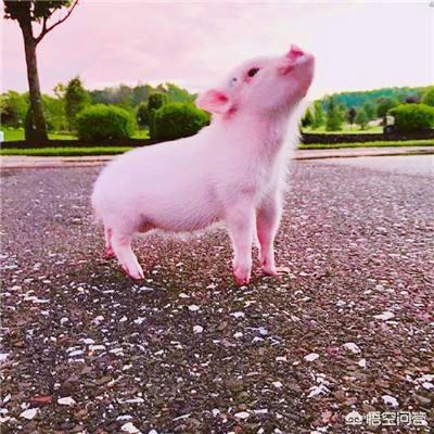 在农村养猪在不同季节需要注意什么?