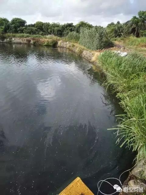 养虾、蟹的前景如何？