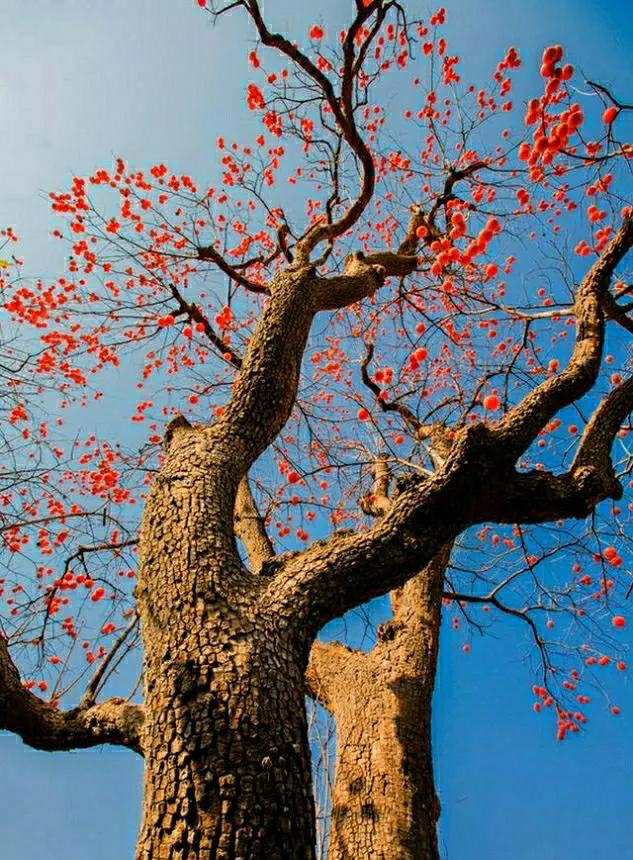 上聯：山前紅柿枝頭掛，怎么對下聯？