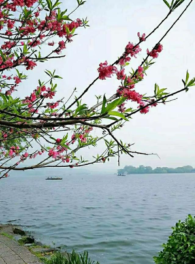 上聯：山前紅柿枝頭掛，怎么對下聯？