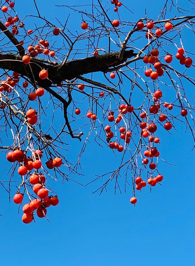 上聯：山前紅柿枝頭掛，怎么對下聯？