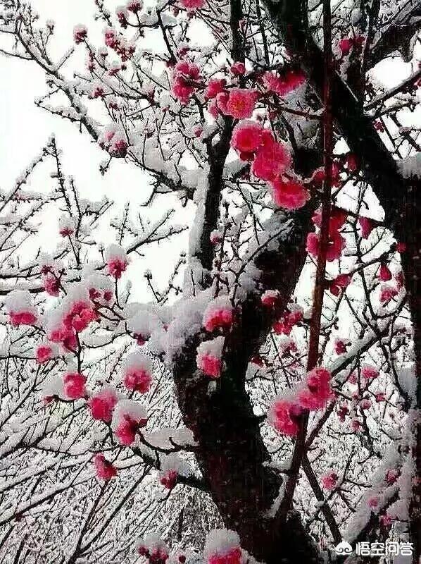 上聯：冬梅抱雪枝頭笑，如何對下聯？