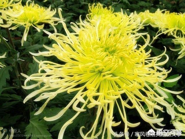 上聯：冬梅抱雪枝頭笑，如何對下聯？