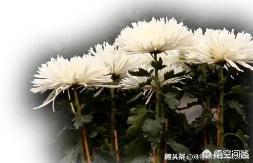 上聯：冬梅抱雪枝頭笑，如何對下聯？