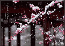 上聯：冬梅抱雪枝頭笑，如何對下聯？