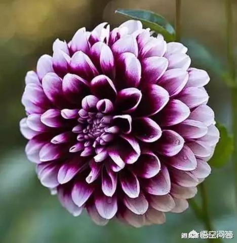 上聯：冬梅抱雪枝頭笑，如何對下聯？