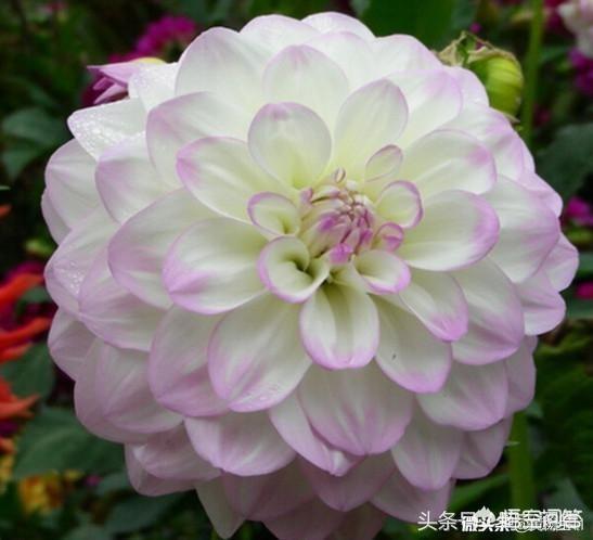 上聯：冬梅抱雪枝頭笑，如何對下聯？