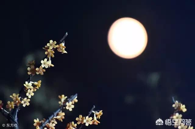 上联:中秋举杯醉明月,下联怎么对?