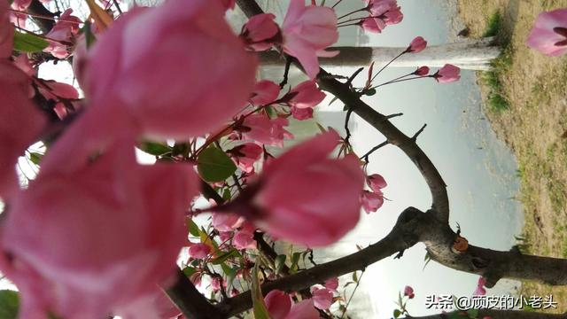为什么唐朝出现那么多诗人以及诗作，是文化现象还是历史必然？