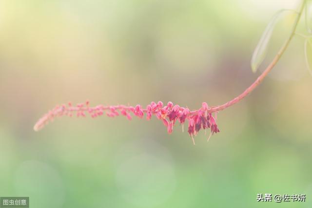 如何理解鲁迅《秋夜》里诸如“枣树”、“天空”等意象的象征意义和全诗的语言特色？