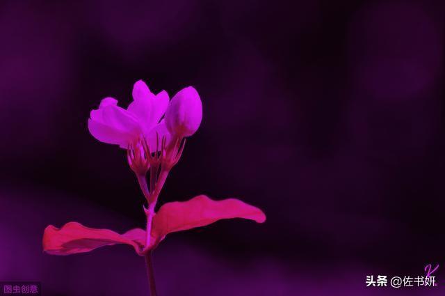 如何理解鲁迅《秋夜》里诸如“枣树”、“天空”等意象的象征意义和全诗的语言特色？
