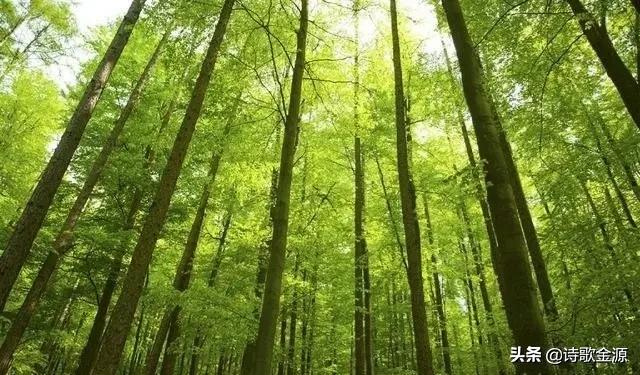 你见过的，最痴情的一句诗词是什么？