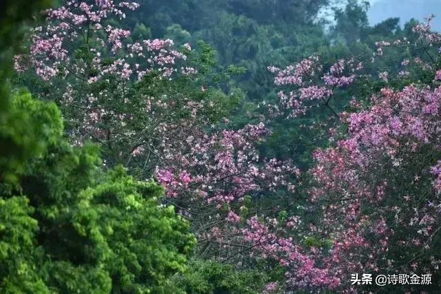 你见过的，最痴情的一句诗词是什么？