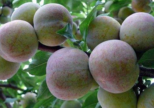 三華李種植幾年可掛果 一般什么時候開花