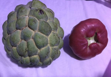 蓮霧和釋迦哪個好吃 哪個貴