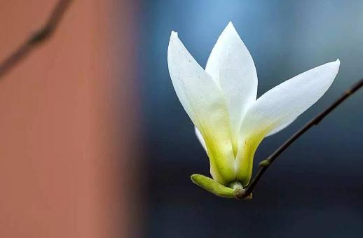 春分是什么意思?春分有哪些讲究?