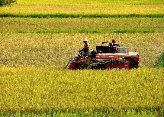 承包100亩土地国家有补贴吗?耕地力补贴是哪年执行的标准?