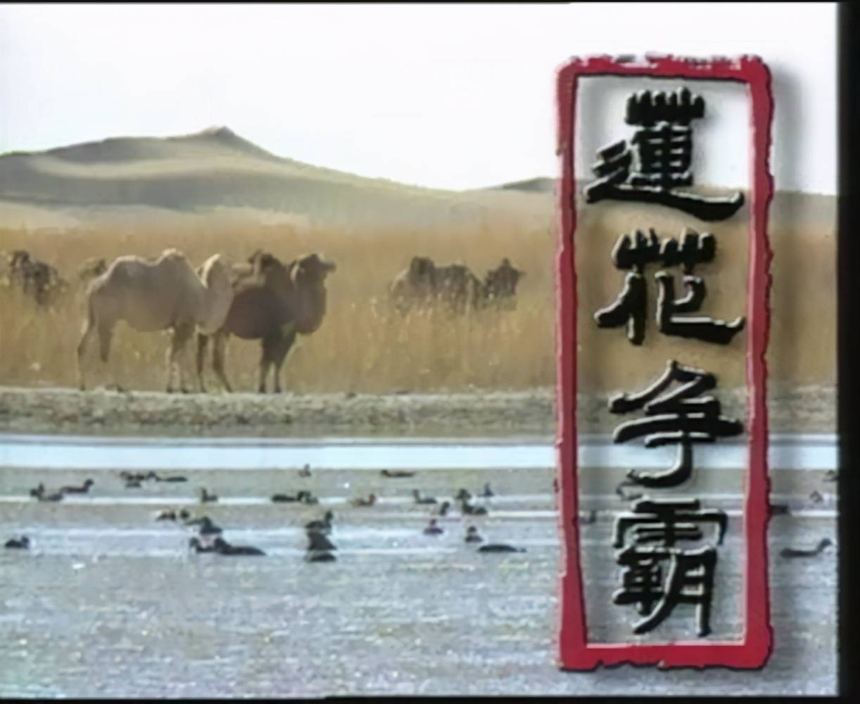 楊云聰和楚昭南誰厲害 楊云驄