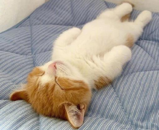小奶猫身上有跳蚤怎么办？猫咪尿味道大是为什么？