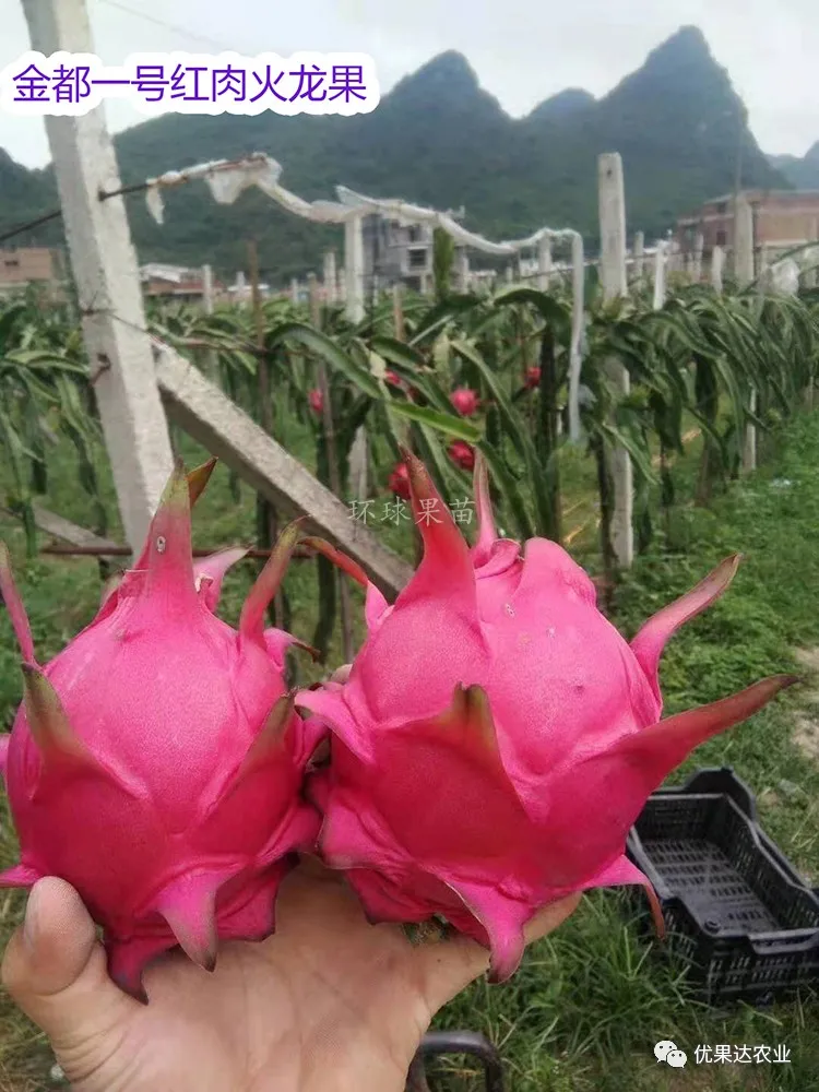 火龙果种植栽培管理技术 火龙果种植方法