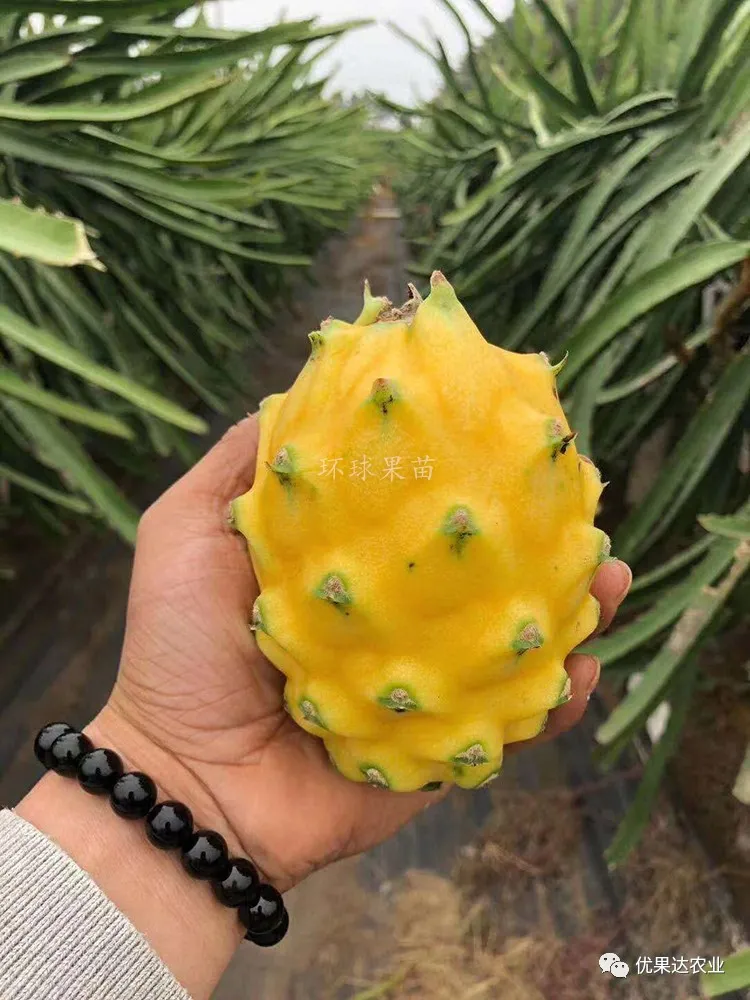 火龙果种植栽培管理技术 火龙果种植方法