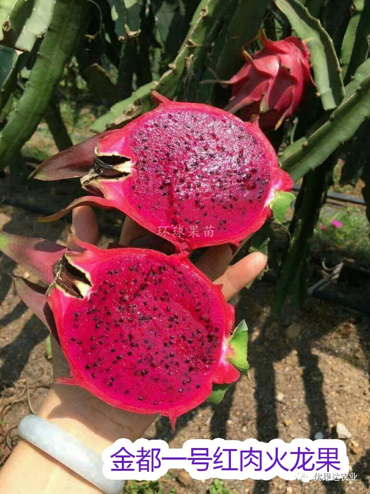 火龙果种植栽培管理技术 火龙果种植方法