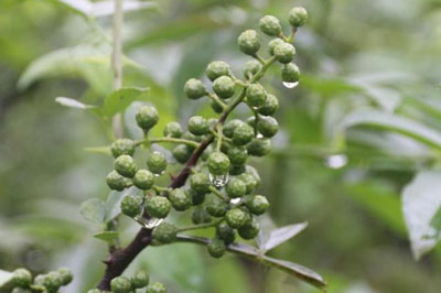 干花椒怎么熬花椒油 藤椒和麻椒的区别