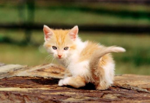 怎么给猫咪清新口气?怎么给猫咪刷牙?