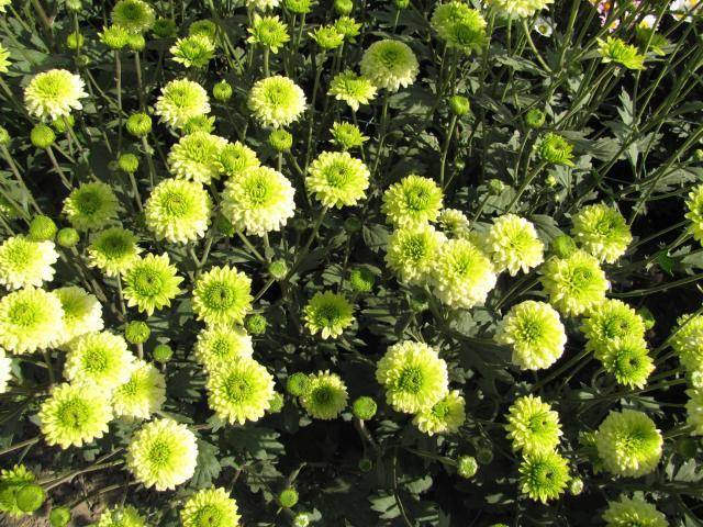 描写重阳节的5副绝妙对联 重阳节的对联