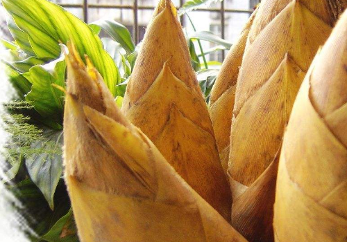 竹笋吃哪个部位 食用禁忌有哪些