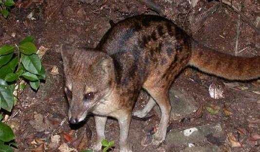 馬島縞貍長達8小時_還每天4次 交配時間最長的動物
