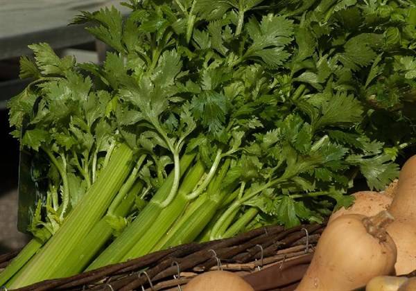 適合女性吃的3種食物 女人吃什么養(yǎng)顏