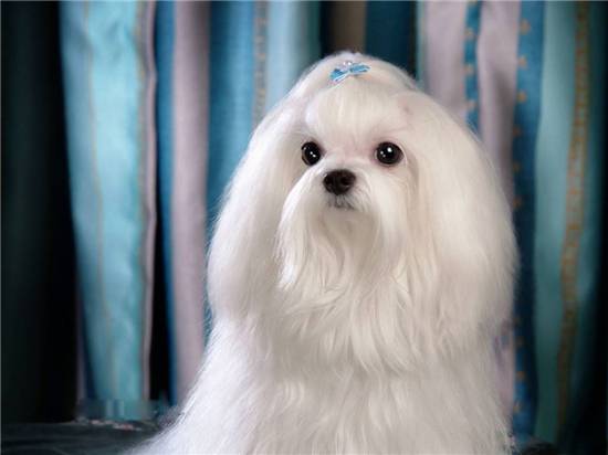 新西兰马耳他狗是世界上最小的犬 新西兰马耳他狗
