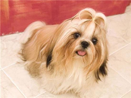 新西兰马耳他狗是世界上最小的犬 新西兰马耳他狗
