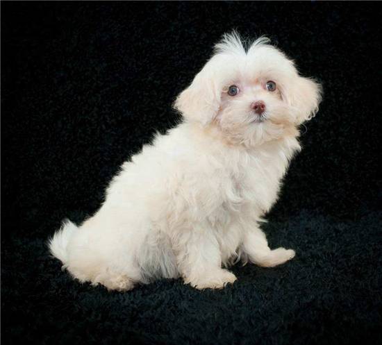 新西兰马耳他狗是世界上最小的犬 新西兰马耳他狗