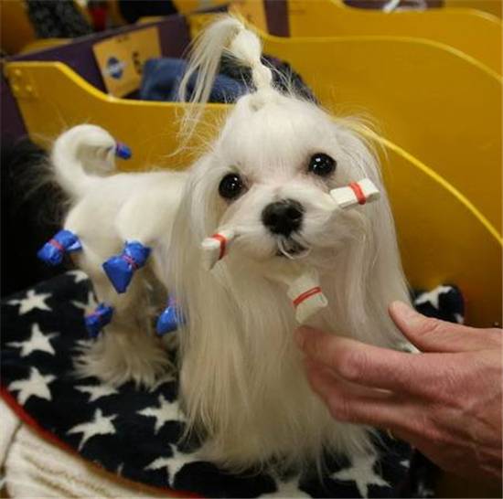 新西兰马耳他狗是世界上最小的犬 新西兰马耳他狗
