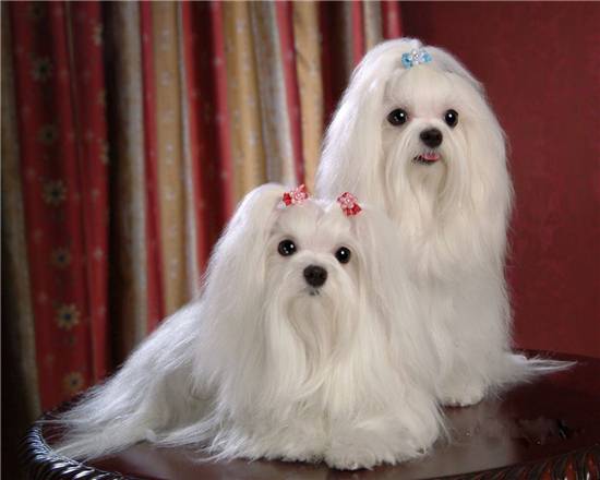 新西兰马耳他狗是世界上最小的犬 新西兰马耳他狗