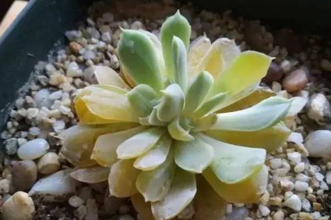 多肉快递回来化水了怎么办 多肉化水还有救吗