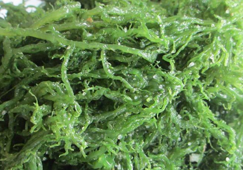 龙须菜要用热水焯吗 和鹿角菜的区别