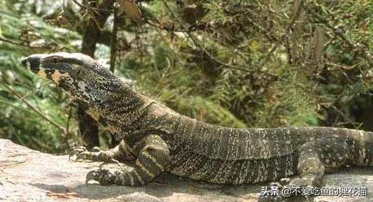 地球上十大凶残的巨蜥 尼罗河巨蜥