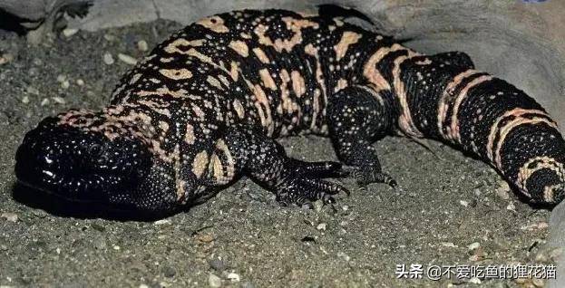地球上十大凶残的巨蜥 尼罗河巨蜥