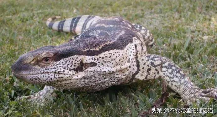 地球上十大凶残的巨蜥 尼罗河巨蜥