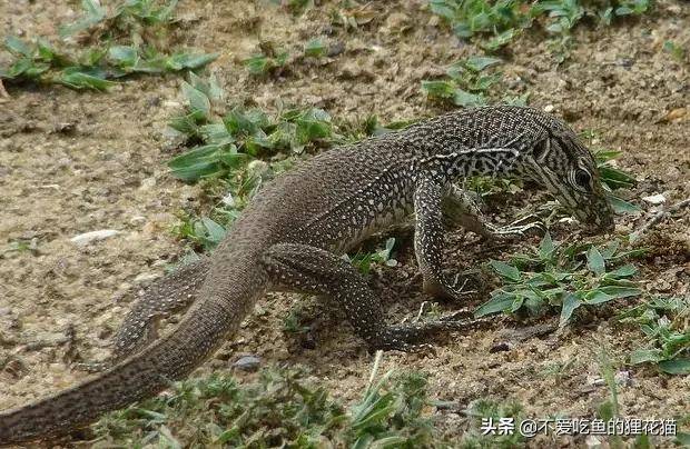 地球上十大凶残的巨蜥 尼罗河巨蜥