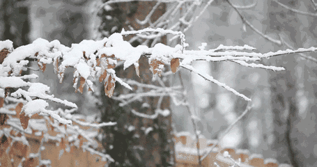 十首写雪的著名诗词 赞美雪的诗句