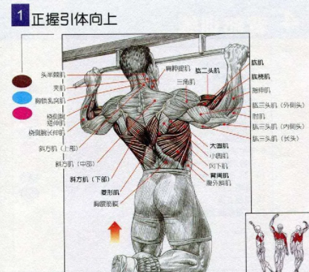 引体向上前怎么热身 引体向上发力图解