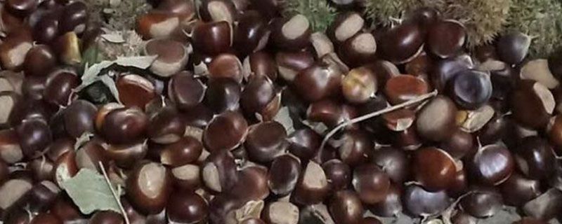 煮熟的板栗粘皮怎么办